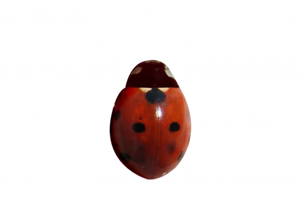 Creation of ladybug: Step 1